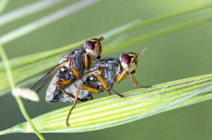 Macro photo_Lior Glaichman-02